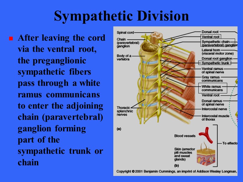 Sympathetic Division After leaving the cord via the ventral root, the preganglionic sympathetic fibers
